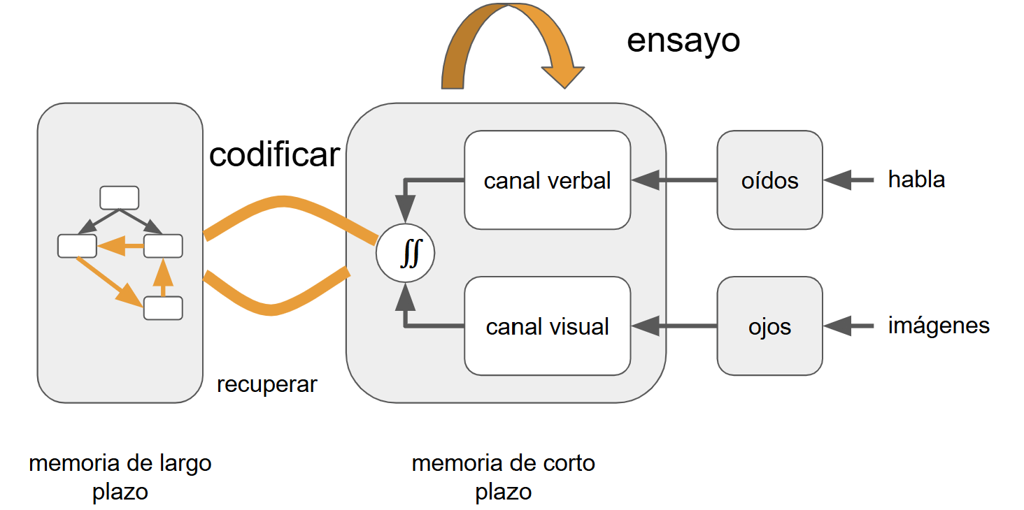 Diagrama que representa el proceso de codificación de la información en la memoria de corto y largo plazo. A la derecha, los estímulos ingresan a través de los sentidos: los ojos reciben imágenes y los oídos reciben habla. Esta información llega al canal visual y al canal verbal, respectivamente, dentro de la memoria de corto plazo. Ambos canales se integran y pueden ser repetidos mediante ensayo. Desde allí, la información es codificada hacia la memoria de largo plazo, donde se organiza como esquemas. También puede recuperarse desde la memoria de largo plazo hacia la de corto plazo.